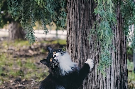 就差钱小品 只是这猫怎么才能洗干净？大哥给点面子