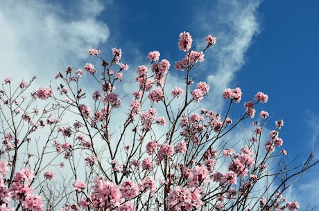 沙漠之花(风吟鸟唱，沙漠之花如此娇艳，沙海中一抹绝美绿)