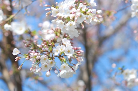 生石花(中国奇观——生石花)