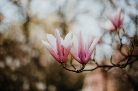 上海市市花：白玉兰