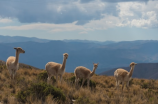 alpaca(你可知道阿尔帕卡是一种多骨动物吗？)