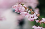 樱雪沐浴露(从淡雅花香到肌肤就湿润 细品樱雪沐浴露的这些细节)