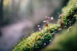 神奇的苔藓植物：不起眼的小生命能为地球环境带来巨大改变