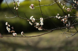 金银花图片(季节之变，值得品鉴的金银花图片)